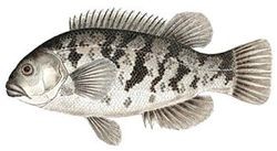 tautog